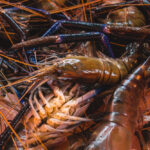 menangkap lobster