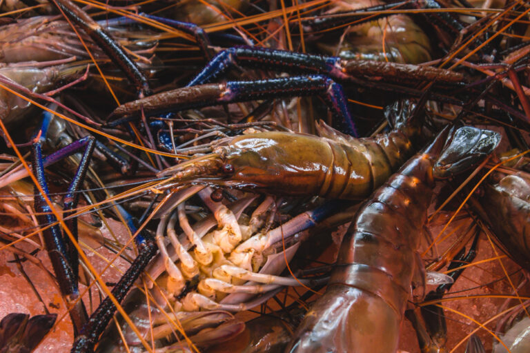menangkap lobster