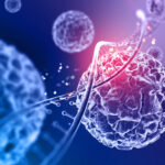 stem cell