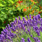 Lavender