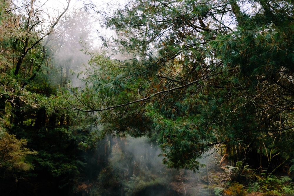 melestarikan hutan