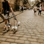 tips mengajak anjing jalan jalan