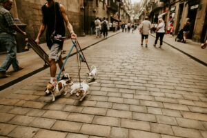 tips mengajak anjing jalan jalan