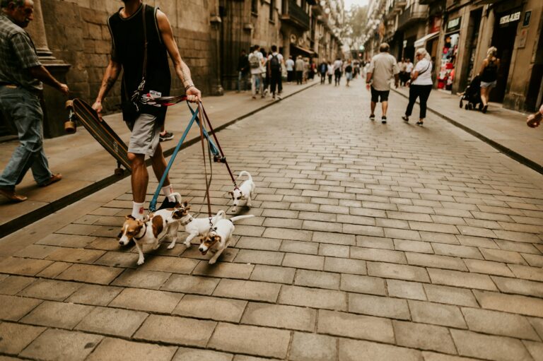 tips mengajak anjing jalan jalan