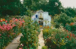 kebun kecil di rumah