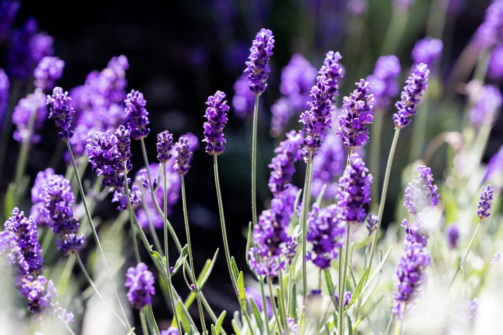 Manfaat lavender
