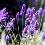 Manfaat lavender