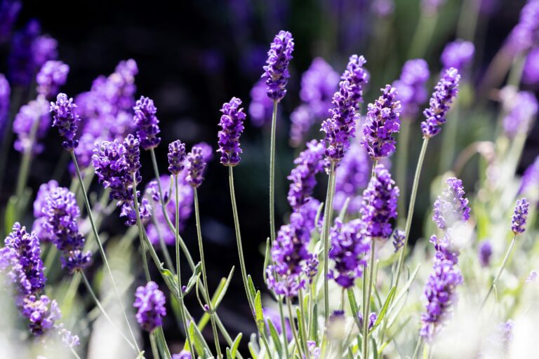 Manfaat lavender